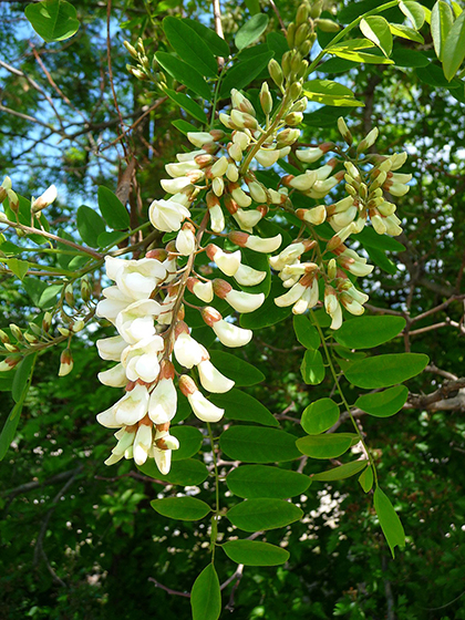 Fleurs de Robinier