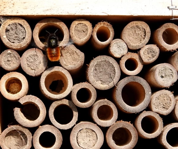 Osmie cornue sur un nichoir à insectes