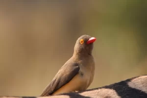 Piqueboeuf à bec rouge sur le dos d'un zèbre