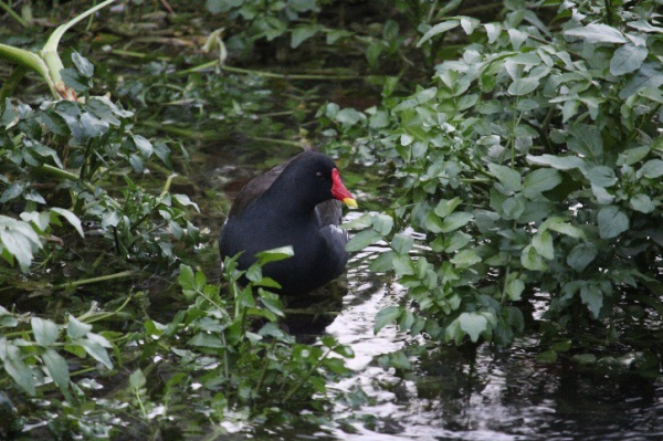 Gallinule poule-d'eau