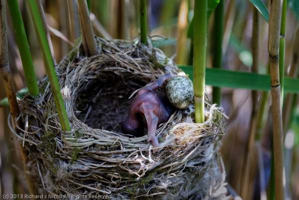 COUCOU LES NIDS DES OISEAUX