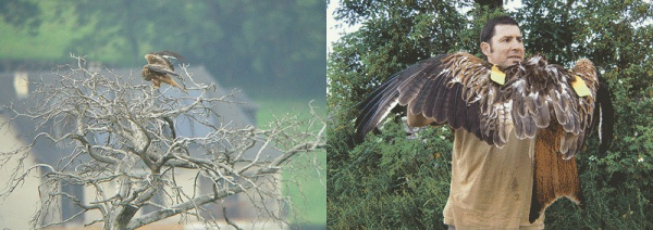 A gauche, on aperçoit l'antenne de la balise sur le mâle ; à droite, la femelle adulte de milan royal équipée de marques alaires, portée par Pascal Cavallin