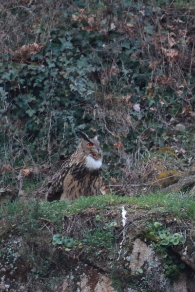 Hibou grand-duc dans la falaise de Comboire