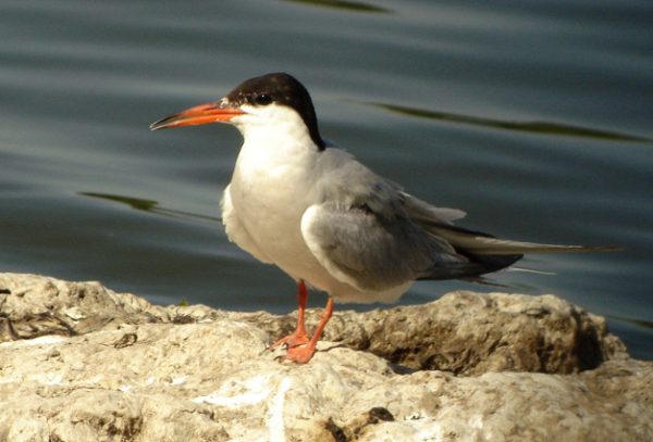 Sterne pierregarin - LPO (Ligue pour la Protection des Oiseaux) - Agir