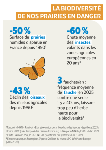 Le Râle des genêts, une espèce à l’agonie – LPO (Ligue…