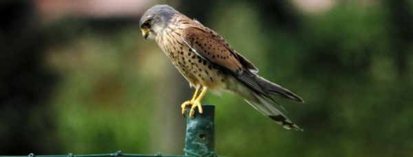 Le verre, un piège pour les oiseaux - Nature d'ici et d'ailleurs