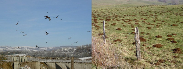 De gauche à droite : Milans royaux sur la décharge de Saint-Flour (Cantal) ; Prairie et taupinières de campagnol terrestre, un milieu apprécié par le milan royal