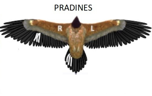 Marquages ailes PRADINES