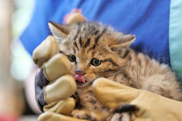 Diagnostic du chaton forestier &copy; Cyril BURGARELLA