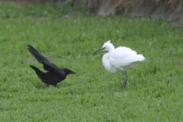 Dans une prairie, interaction entre une corneille noire et une aigrette garzette