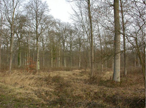 Parcelle abritant le Pic mar en forêt de Ferrières-en-Brie