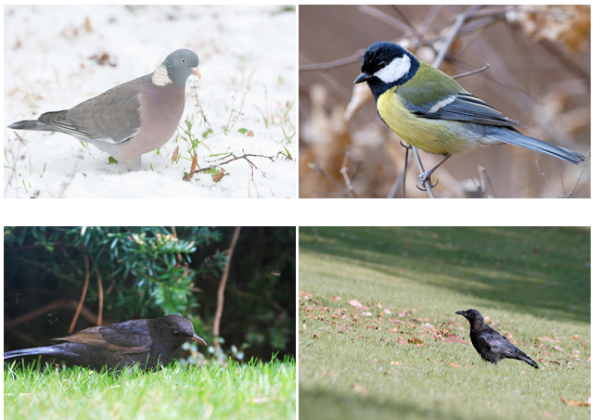 De gauche &agrave; droite, Pigeon ramier, M&eacute;sange charbonni&egrave;re, Merle noir et Corneille noire