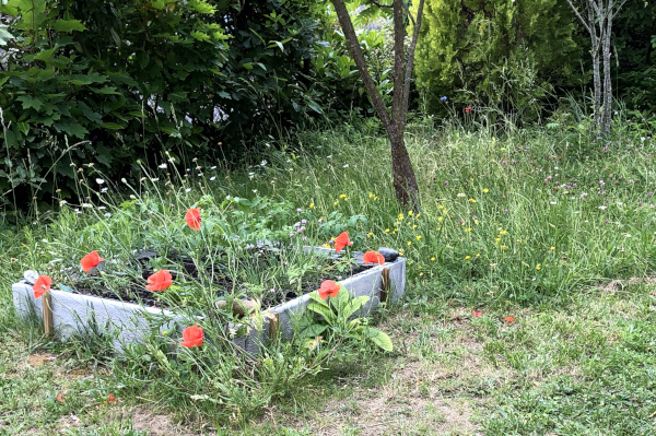 Coquelicots (Papaver rhoeas) du carré potager © Nicolas Macaire