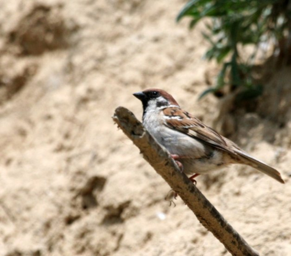 Moineau friquet