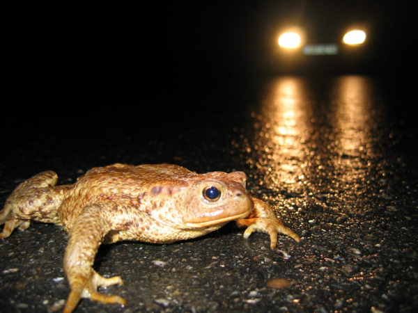 Crapaud traversant une route de nuit, éclairé par les phares d'une voiture arrêtée