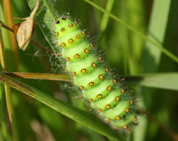 Chenille du Petit Paon de nuit  (Saturnia pavonia) &copy; Nicolas Macaire / LPO