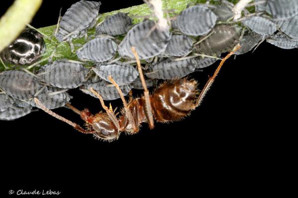 Lasius neglectus