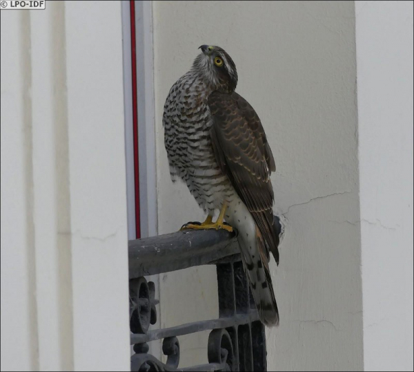 Epervier d'Europe sur un balcon