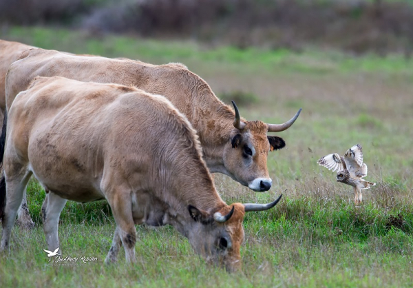 Hibou des marais et vaches maraîchines