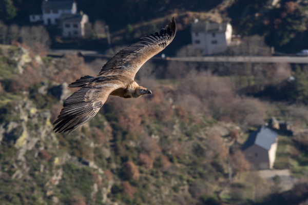 Vautour fauve en vol