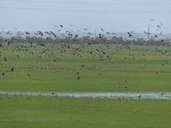 Vol d'oiseaux dans le marais de la Vacherie (85)