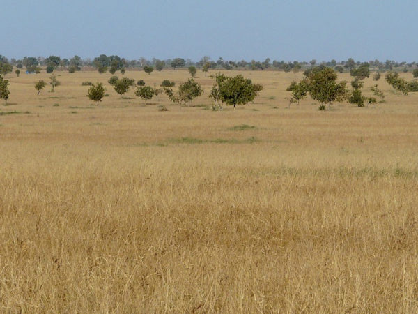 Habitat d’alimentation dans la région de Khelkom (Sénégal)