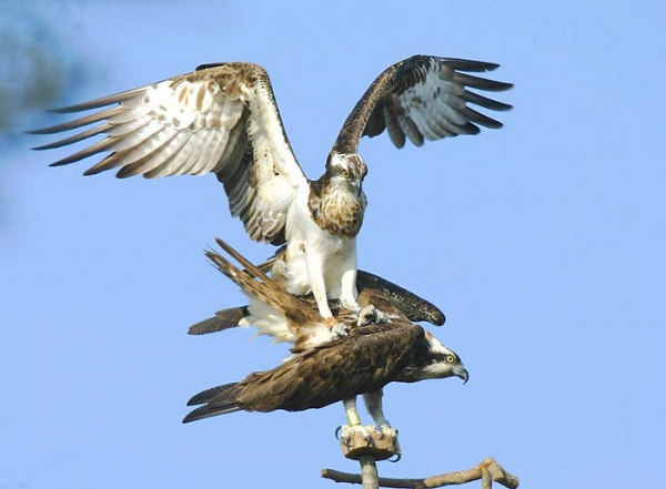 Accouplement sur le perchoir au-dessus de l’aire