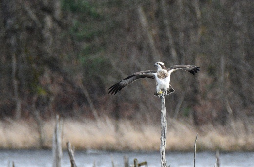 Balbuzard pêcheur