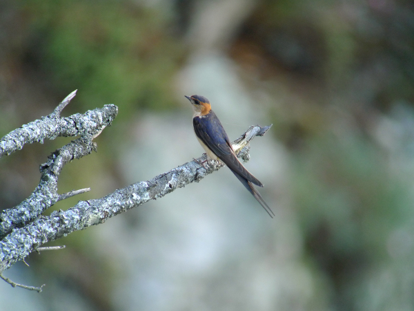 Hirondelle rousseline sur une branche