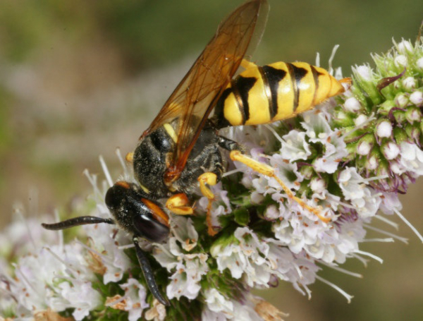 Philanthe butinant sur la menthe