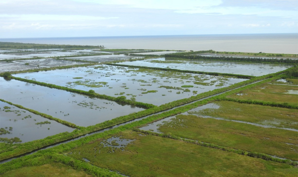 Rizi&egrave;res et casiers du Polder de Mana