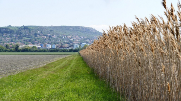 Plaine de Sarliève : champs