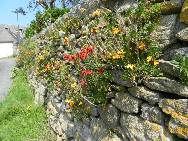 Giroflées et polypodes sur un vieux mur © Gilles Bentz