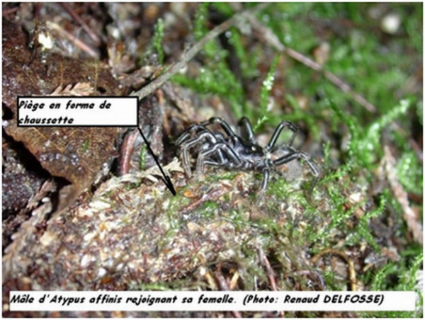 Mâle d'Atypus affinis rejoignant sa femelle