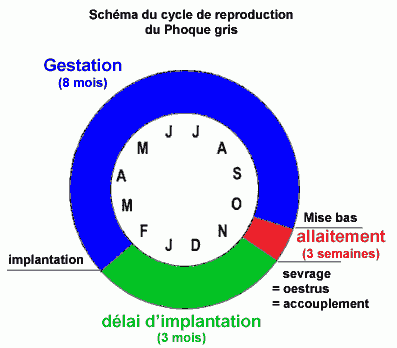 Schéma du cycle de reproduction du Phoque gris
