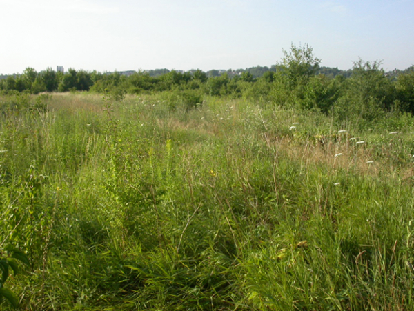 Friche buissonnante et herbacée