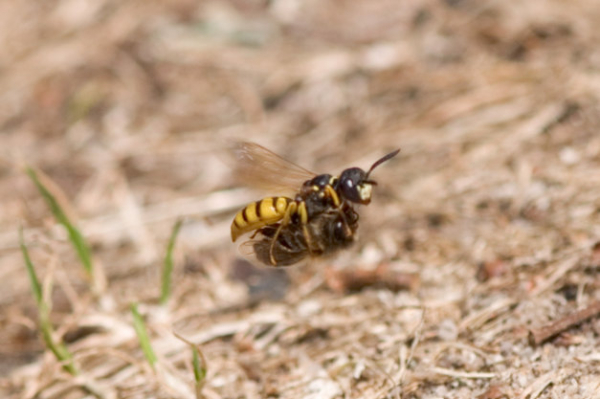 Philanthe en vol, tenant une abeille