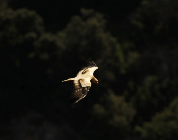 Vautour Percnoptère en vol