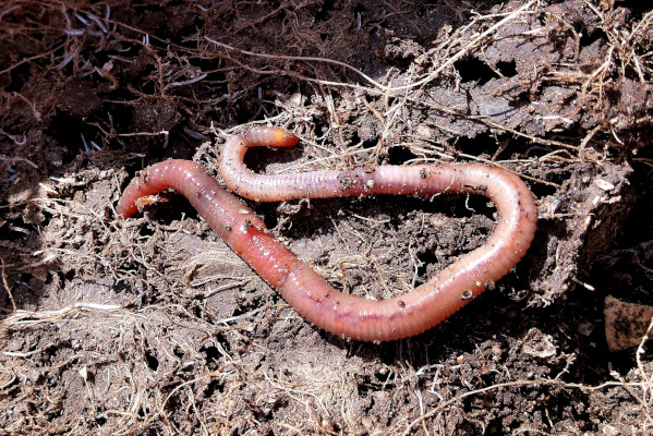 La faune du compost : petits animaux, insectes, vers