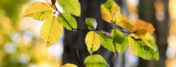 Arbres, fôrets et autres végétations - Tutos et conseils - Le