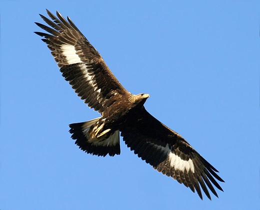 Aigle botté - LPO (Ligue pour la Protection des Oiseaux) - Agir pour la  biodiversité