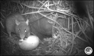 Prédation d’un œuf par un Rat © Kaua Endangered Seabird Recovery Project