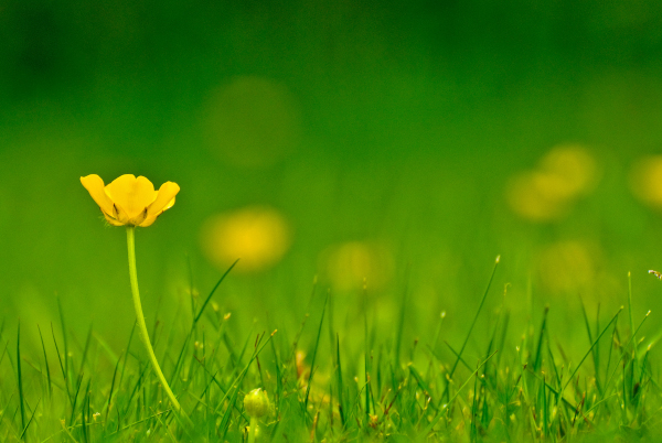 Le bouton d’or (Ranunculus sp.)