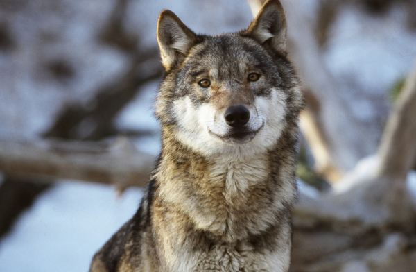 Loup dans un paysage enneigé