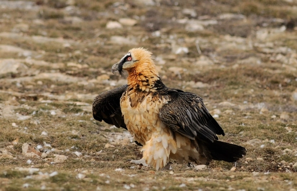 Gypa&egrave;te barbu pos&eacute; au sol