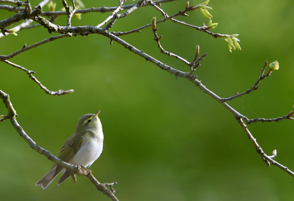 Oiseau posé sur une branche.