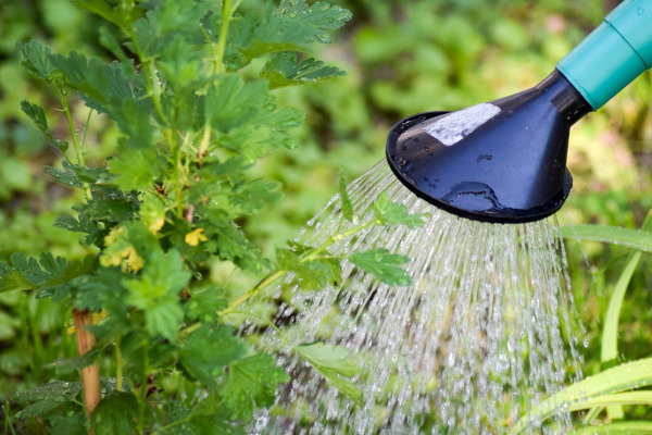 L'arrosoir permet de réduire la consommation d'eau au jardin / Pixabay