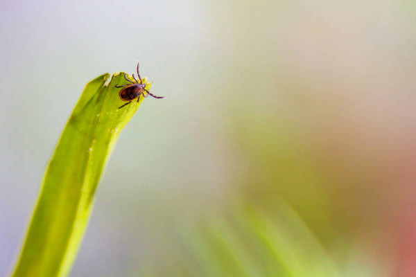 Tique du mouton (Ixodes ricinus) © istockphoto