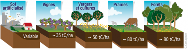 Le sol, un trésor à protéger face au changement climatique