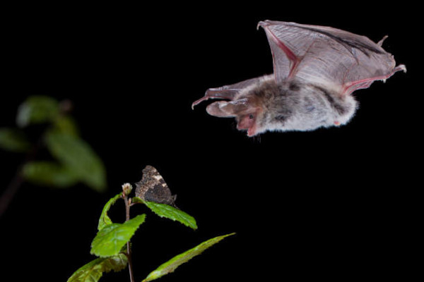 Murin de Bechstein s'apprêtant à capturer un papillon